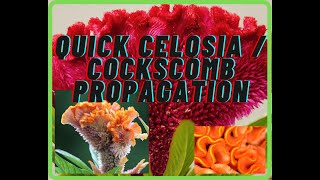 quotQuick and Easy Celosia propagation and planting Ornamental Celosia Cristata planting guidequot 2021 [upl. by Mendez180]