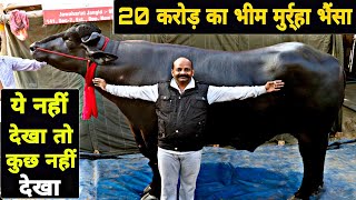 20 Crore Ka Bheem भैंसा  Murrah Bull at PDFA 2019  Amazing Strongest Murrah Bull Of World [upl. by Aniv]