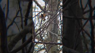 American Redstart birds wildbirdlife youtubeshorts nature birdwatching shortvideo music [upl. by Danell]