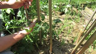 Staking Large Indeterminate Tomatoes A 3 Stake Method  The Rusted Garden 2013 [upl. by Westlund]