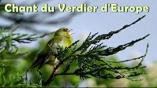 Chant du VERDIER dEUROPE [upl. by Fishbein]