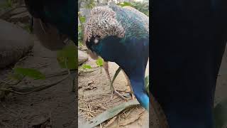 peacocks birds peacockbeauty beautiful amazingpeacock nature peacocking animals [upl. by Matthei211]