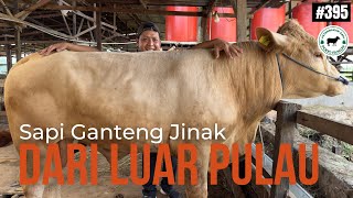 SAPI LIMOSIN GANTENG DARI LUAR eps 395 [upl. by Weismann]