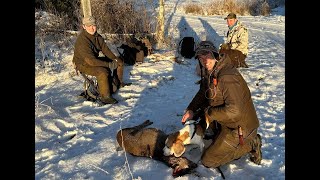 Rådyrjakt i Leksvik  Beagleaction [upl. by Alcock]