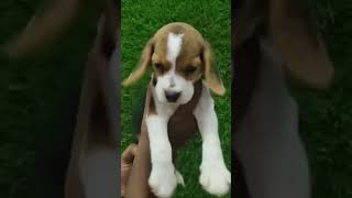 Beagle puppy price in india shorts doglover beaglepuppy [upl. by Leinod]