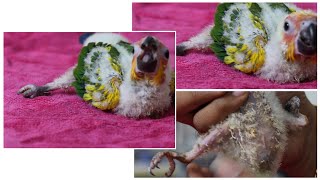 Treatment for splayed leg condition of parrot chicks [upl. by Sheeb]