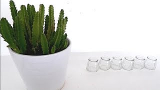 How to Grow Stapelia Succulent Plants from Cuttings in Water Stapelia Hirsuta Propagation [upl. by Llerral]