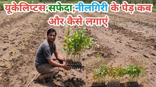 sarso ki kheti  best variety 2024 Mustard farming shorts agriculture farming crystal [upl. by Garris203]