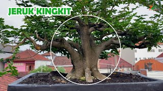 CARA MENYUBURKAN BONSAI JERUK KINGKIT [upl. by Auhsot]