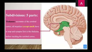 10 Diencephalon amp third ventricle updated [upl. by Airot]