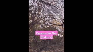 Los cerezos en flor Sakura [upl. by Attelrac]