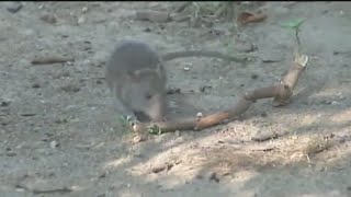 California cities among most ratinfested in US [upl. by Caines881]