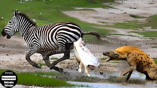 100 Momento Los Animales Recién Nacidos Deben Luchar Contra Las Brutales Hienas De Por Vida [upl. by Sydney]