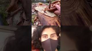 camping​ outdoorcooking​ cooking chiken in tin [upl. by Kevina]