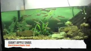 Giant Apple Snails [upl. by Wilder489]