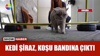 Şişman kedi sporla zayıfladı [upl. by Carissa]