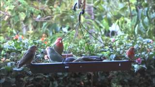 Parrots and Java Finches on Maui Hawaii [upl. by Anivahs]