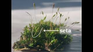Partes constituintes do esporófito dos musgos [upl. by Norel]