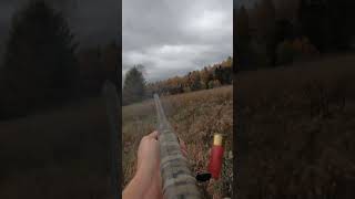 PA Pheasant Hunting Flushing a big rooster pheasanthunting rooster weatherby birdhunting [upl. by Tristis622]