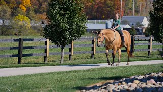 2019 Buckskin Mare [upl. by Dorothi]