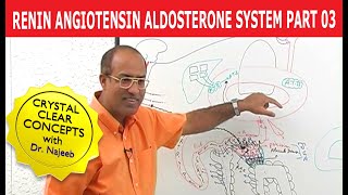 Renin Angiotensin Aldosterone System  RAAS Part 3👨‍⚕️ [upl. by Ghiselin612]