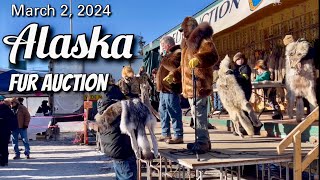 Fur Auction Fur Rondy 2024 Anchorage Alaska 030224 [upl. by Lohner654]