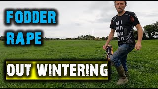 Setting fodder rape outwintering and lastminute decision on calves [upl. by Rheba18]