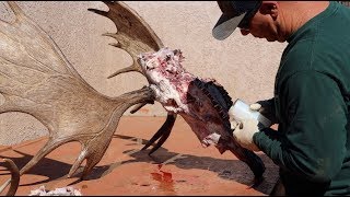 HOW TO CLEAN A BULL MOOSE SKULL quotSHIRASquot [upl. by Lunnete698]