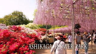 【New Camera Debut1】Japanese wisterias of Ashikaga Flower Park 2022 あしかがフラワーパーク [upl. by Sofko]