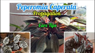 PEPEROMIA CAPERATE CAREPeperomia Propagation Soil Mix and Care Tips🌱🌱peperomia​⁠Sarulimbu123 [upl. by Nylodnarb]