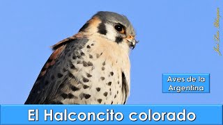 HALCONCITO COLORADO American Kestrel Falco sparverius Aves de la Argentina [upl. by Sivart]