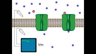 Neurotransmitter receptor ligandgated ion channel animation [upl. by Ingeborg20]