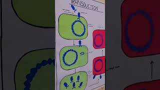 Transduction in Bacteria by Eman Waheed ShahTareen Swati [upl. by Ekusoyr708]