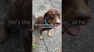 She saved this dog after the hurricane 👏 [upl. by Olnton352]