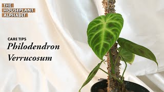 Philodendron Verrucosum Plant Care Tips  The Houseplant Alphabet [upl. by Malynda]