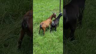 Meet our new Nigerian Dwarf goats newly added to the farm country goats farm homestead [upl. by Ihab]