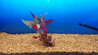 Aquaplantsonline  How to Aquarium Pincet en Schaar [upl. by Depoliti92]