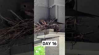 Day 16 The hatchlings are almost here 🐦 Pigeon Nesting progress [upl. by Roshelle]