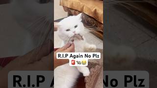 RIP Not this time 🚨😭 shorts dog husky trendingsongs cat [upl. by Clute]