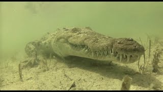 ACES  Crocodile Rescue and Conservation in Belize [upl. by Verger]