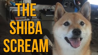 The Shiba Scream 2 Ozy Sees Something Interesting [upl. by Angelica]