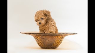 How To Feed My Maltipoo [upl. by Angela]