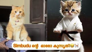 Simbudu ന്റെ ഓരോ കുസൃതികൾ 😂🐾 simbudu video catlovers [upl. by Sethrida]