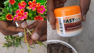 Portulaca plant with moss rose plant grafting  Fast roots power [upl. by Coady945]