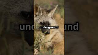 Aardwolf The TermiteLoving Hyena 🐾🐾 africa africanwildlife nature naturelovers rare animals [upl. by Gupta984]