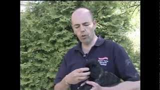 Hawcroft Gundogs Cocker Spaniel Training Series  Paul French Video [upl. by Vincentia]