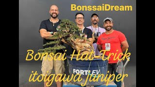 Bonsai HatTrick  Itoigawa Juniper [upl. by Neuburger]