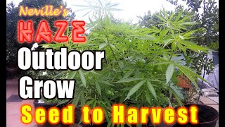 Outdoor Organic Seed to Harvest Easy amp Cheap way of growing [upl. by Saiasi]