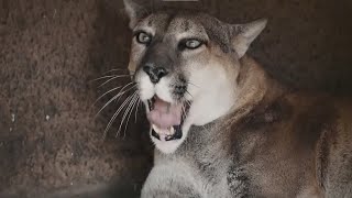 Unknown Facts About Mountain Lion [upl. by Lars]