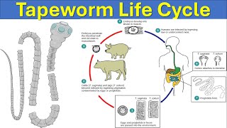 Taenia solium The Pork Tapeworm Life Cycle  Infection Symptoms Prevention and Treatment [upl. by Varney]